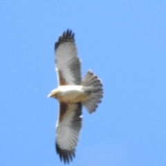 Hieraaetus morphnoides (Little Eagle) at ANBG - 5 Aug 2020 by HelenCross