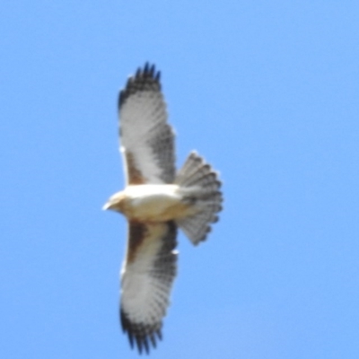 Hieraaetus morphnoides (Little Eagle) at Acton, ACT - 5 Aug 2020 by HelenCross