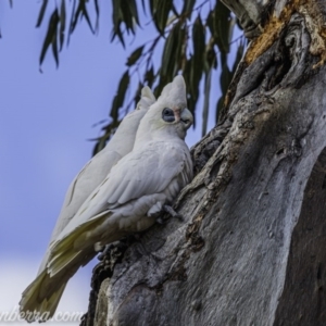 Cacatua sanguinea at Symonston, ACT - 19 Jul 2020 10:07 AM