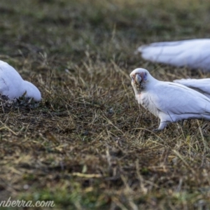 Cacatua sanguinea at Symonston, ACT - 19 Jul 2020 10:07 AM