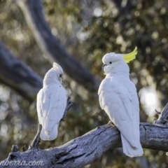 Cacatua sanguinea at Symonston, ACT - 19 Jul 2020 10:07 AM