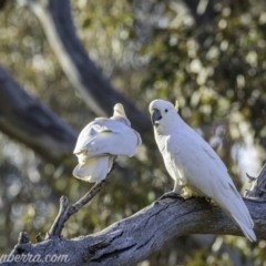 Cacatua sanguinea at Symonston, ACT - 19 Jul 2020