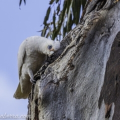 Cacatua sanguinea at Symonston, ACT - 19 Jul 2020