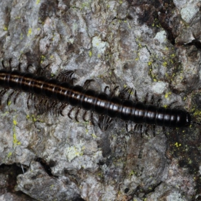 Unidentified Millipede (Diplopoda) at Guerilla Bay, NSW - 1 Aug 2020 by jb2602