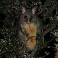 Trichosurus vulpecula (Common Brushtail Possum) at Guerilla Bay, NSW - 1 Aug 2020 by jbromilow50