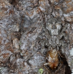 Stephanopis altifrons (Knobbly crab spider) at Guerilla Bay, NSW - 1 Aug 2020 by jb2602