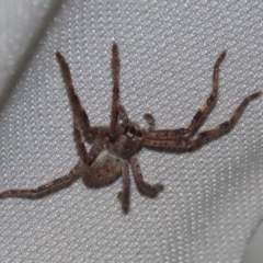 Isopeda (genus) (Huntsman Spider) at Macarthur, ACT - 5 Aug 2020 by RodDeb