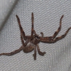 Isopeda sp. (genus) at Macarthur, ACT - 5 Aug 2020