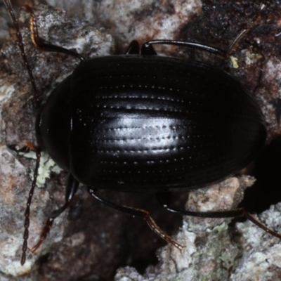 Amarygmus sp. (A Darkling beetle) at Guerilla Bay, NSW - 1 Aug 2020 by jb2602