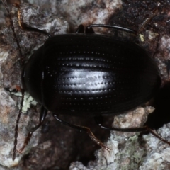 Amarygmus sp. (A Darkling beetle) at Guerilla Bay, NSW - 1 Aug 2020 by jbromilow50
