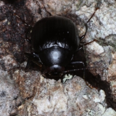 Amarygmus sp. at Guerilla Bay, NSW - 1 Aug 2020