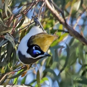 Entomyzon cyanotis at Curtin, ACT - 5 Aug 2020