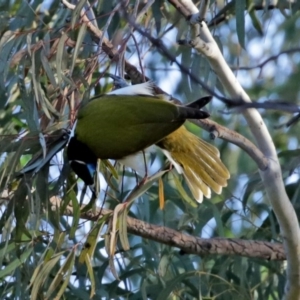 Entomyzon cyanotis at Curtin, ACT - 5 Aug 2020