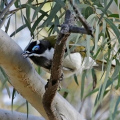 Entomyzon cyanotis at Curtin, ACT - 5 Aug 2020