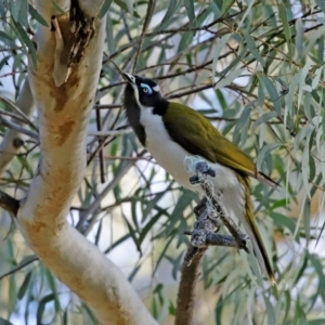 Entomyzon cyanotis at Curtin, ACT - 5 Aug 2020