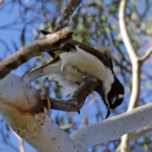 Entomyzon cyanotis at Curtin, ACT - 5 Aug 2020