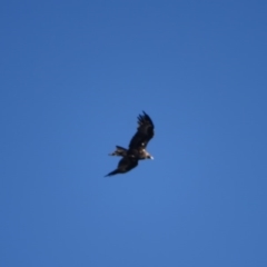 Aquila audax (Wedge-tailed Eagle) at O'Malley, ACT - 5 Aug 2020 by Mike