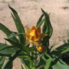 Xerochrysum bracteatum (Golden Everlasting) at Wyndham, NSW - 20 Jul 2020 by michaelb