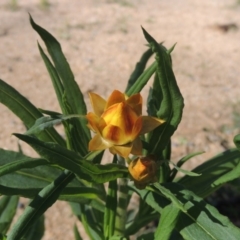 Xerochrysum bracteatum (Golden Everlasting) at South East Forest National Park - 20 Jul 2020 by michaelb