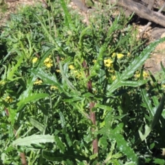 Senecio hispidulus (Hill Fireweed) at South East Forest National Park - 20 Jul 2020 by michaelb