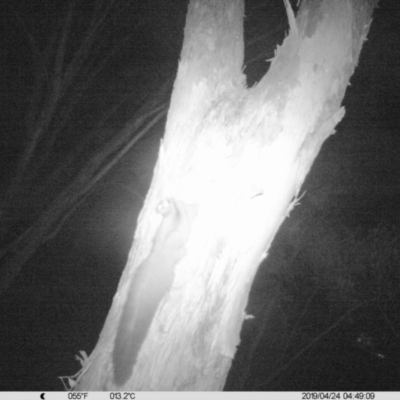 Petaurus norfolcensis (Squirrel Glider) at Monitoring Site 002 - Road - 23 Apr 2019 by DMeco