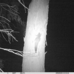 Petaurus norfolcensis (Squirrel Glider) at Albury - 26 Sep 2019 by DMeco