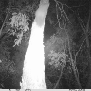 Petaurus norfolcensis at Thurgoona, NSW - 22 Apr 2019 10:56 PM