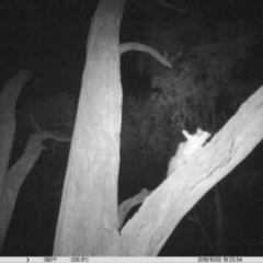 Petaurus norfolcensis (Squirrel Glider) at Albury - 3 Oct 2019 by DMeco