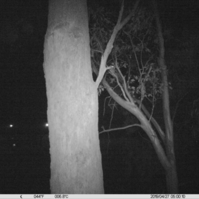 Petaurus norfolcensis (Squirrel Glider) at Corry's Wood - 26 Apr 2019 by DMeco