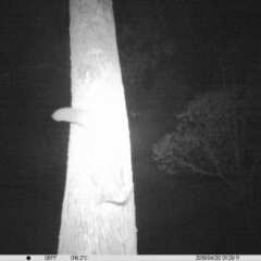 Petaurus norfolcensis (Squirrel Glider) at Monitoring Site 024 - Remnant - 19 Apr 2019 by DMeco