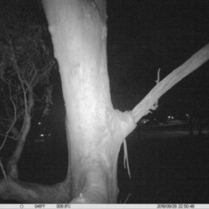 Petaurus norfolcensis at Thurgoona, NSW - 29 Sep 2019 10:50 PM