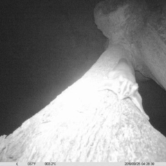 Petaurus norfolcensis (Squirrel Glider) at Monitoring Site 029 - Remnant - 24 Sep 2019 by DMeco