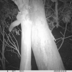 Petaurus norfolcensis (Squirrel Glider) at Thurgoona, NSW - 6 Oct 2019 by DMeco