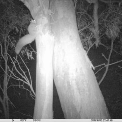 Petaurus norfolcensis (Squirrel Glider) at Monitoring Site 030 - Riparian - 6 Oct 2019 by DMeco