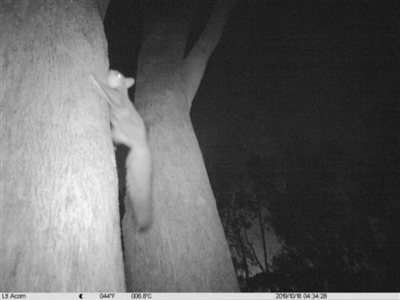 Petaurus norfolcensis (Squirrel Glider) at Albury - 18 Oct 2019 by DMeco