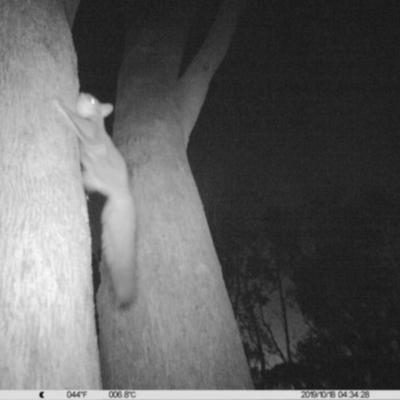 Petaurus norfolcensis (Squirrel Glider) at Monitoring Site 031 - Remnant - 17 Oct 2019 by DMeco