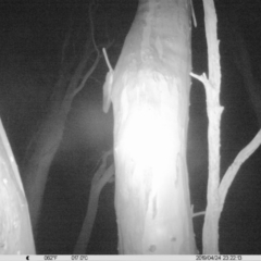 Petaurus norfolcensis (Squirrel Glider) at Albury - 24 Apr 2019 by DMeco