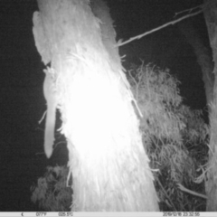 Petaurus norfolcensis (Squirrel Glider) at Thurgoona, NSW - 18 Dec 2019 by DMeco