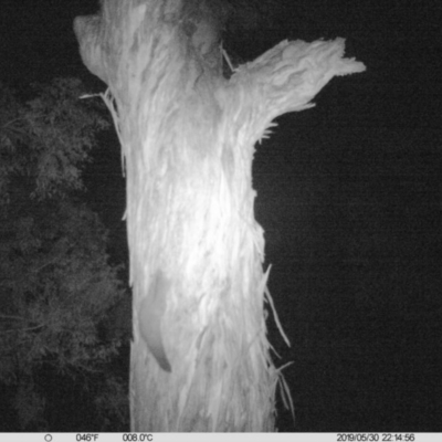 Petaurus norfolcensis (Squirrel Glider) at Thurgoona, NSW - 30 May 2019 by DMeco