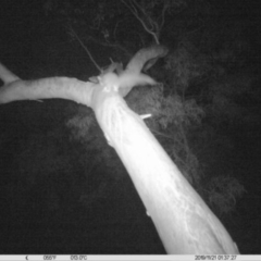 Petaurus norfolcensis (Squirrel Glider) at Thurgoona, NSW - 21 Nov 2019 by DMeco