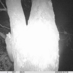 Petaurus norfolcensis at Albury - 6 May 2019 04:27 AM