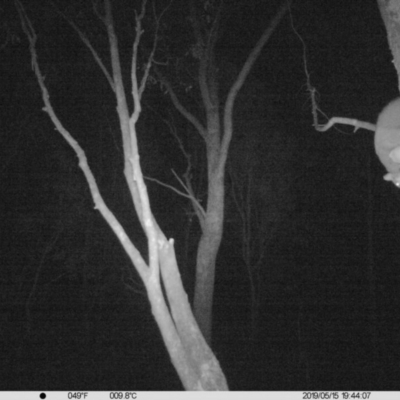 Petaurus norfolcensis (Squirrel Glider) at Albury - 15 May 2019 by DMeco