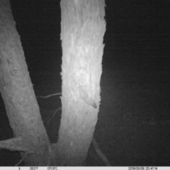 Petaurus norfolcensis (Squirrel Glider) at Table Top, NSW - 8 May 2019 by DMeco