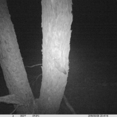 Petaurus norfolcensis (Squirrel Glider) at Table Top, NSW - 8 May 2019 by DMeco