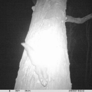 Petaurus norfolcensis at Monitoring Site 057 - Revegetation - 7 Oct 2019 10:52 PM