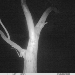 Petaurus norfolcensis at Thurgoona, NSW - 6 May 2019 09:36 PM