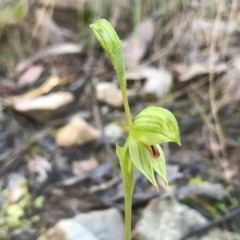 Bunochilus umbrinus (Broad-sepaled Leafy Greenhood) at ANBG South Annex - 5 Aug 2020 by PeterR