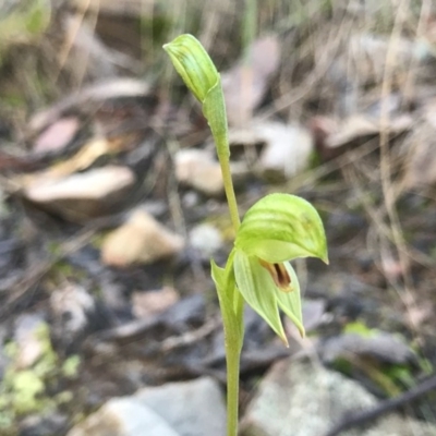 Bunochilus umbrinus (Broad-sepaled Leafy Greenhood) at ANBG South Annex - 5 Aug 2020 by PeterR