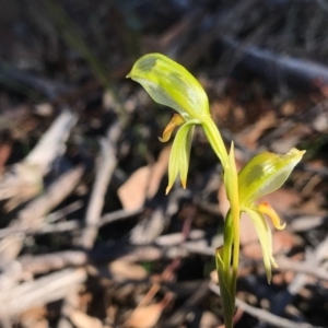 Bunochilus umbrinus (ACT) = Pterostylis umbrina (NSW) at suppressed - 5 Aug 2020