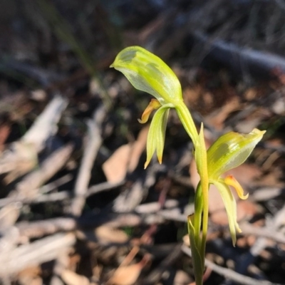 Bunochilus umbrinus (Broad-sepaled Leafy Greenhood) at Acton, ACT - 5 Aug 2020 by PeterR